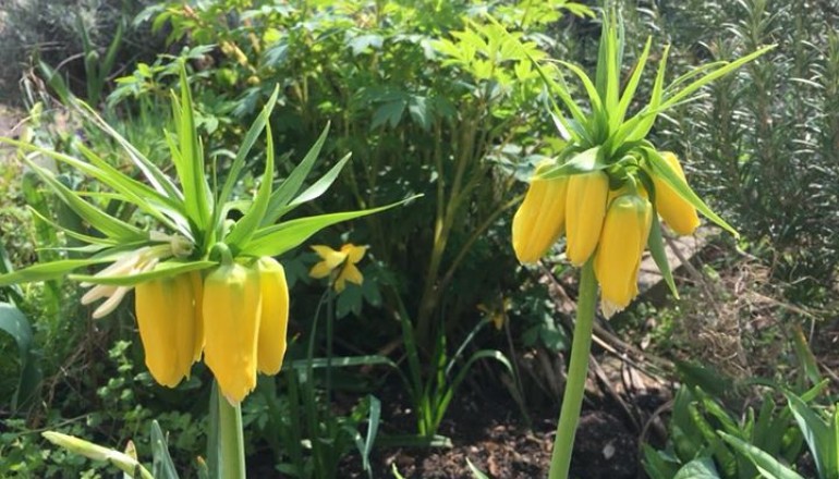 Jaro v zahradě školy Cesta k úspěchu